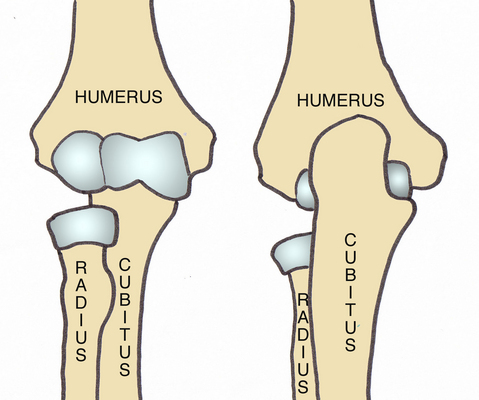 Anatomie Coude