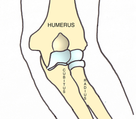 Anatomie Coude