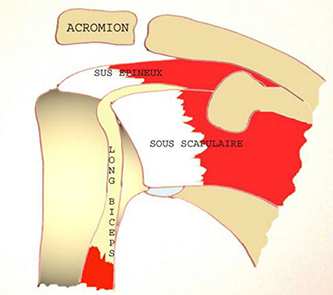 Anatomie de l'épaule